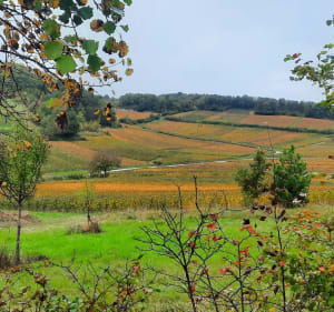 Au travers des vignobles de Pernand Vergelesses - Villers-la-Faye - 2
