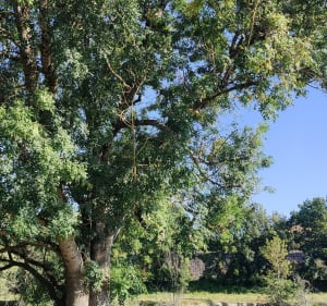 De Préguillac à VTT, bords Charente et Seugne - Préguillac - 2