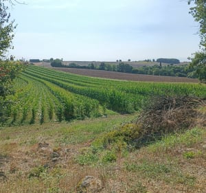 Boucle de Campagnac - Engayrac - 2