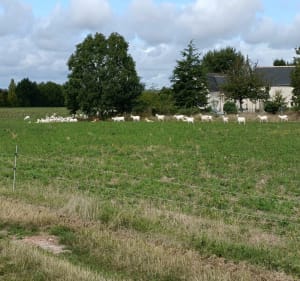 Entre champ et forêt sur Villandry - Carole - 3