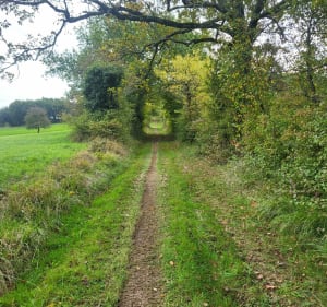 Chemin du Château Vieux à LASSEUBE PROPRE - Lasseube-Propre - 2