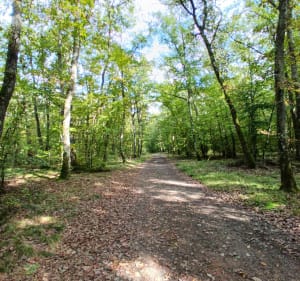Balade de Saint-Rémy-en-Rollat et la Tour de Rollat - Thomas - 3