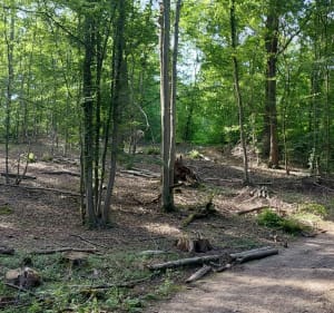 Petite boucle dans les bois de Sainte-Apolline - EDWLNE - 3