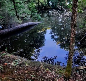 Balade autour des étangs de la forêt de Bouconne - Pujaudran - 2