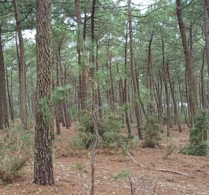 Promenons-nous dans les bois de la Coube - La Tremblade - 2
