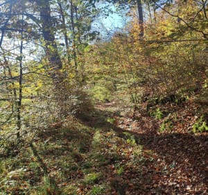 Boucle en forêt à Frohmuhl, par Grossmatt - Frohmuhl - 2