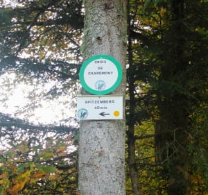 Petite balade en famille dans la forêt de Charémont - Frapelle - 2