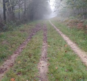 Forêt de Grasla, par Pierre Blanche - Les Brouzils - 2