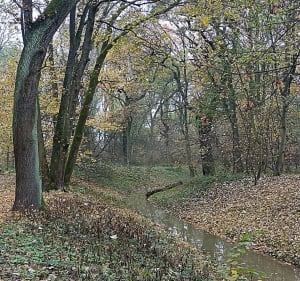 Lasek Łęgowski - Kraków - 2