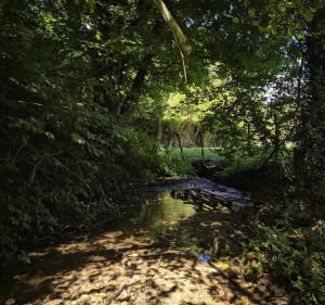 Entre le bois de Cessieu Montceau et Rochetoirin - Cessieu - 2