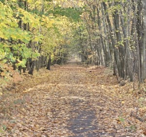 Sośnica, spacer przez Park Leśny im. Powstańców Śląskich - Gliwice - 2