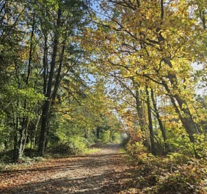 Sentier des Étangs XL - La Meyze - 3