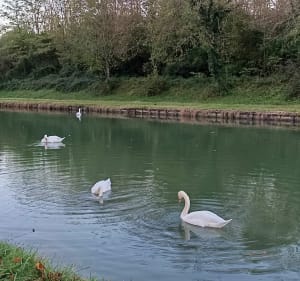 Marche le long du canal - Brienon-sur-Armançon - 2