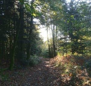Col de la Sablonnade à Bonnac, par forêt et étang - Bonnac-la-Côte - 2