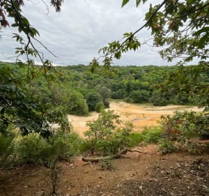 Forêt du Rocher de Saulx - Saulx-les-Chartreux - 2