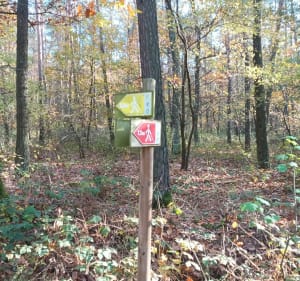 Czerwona trasa Nordic Walking Lubochnia - Lubochnia - 4