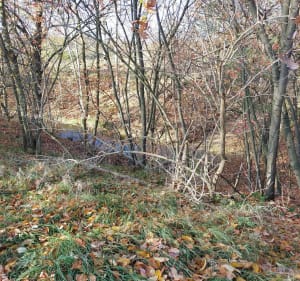Dąb na skraju Kominiarskie - Dariusz - 3