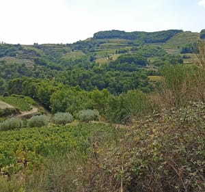Balade autour de Mirabel Aux Baronnies - Mirabel-aux-Baronnies - 5
