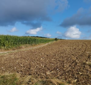 La randonnée des maïs à Landrethun-le-Nord - Landrethun-le-Nord - 2