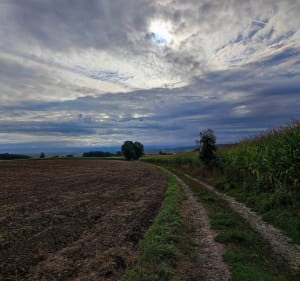 Les alentours de Steinbrunn le Bas - Steinbrunn-le-Bas - 2