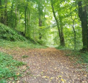 Balade en forêt à Saint-Gobain - Saint-Gobain - 2