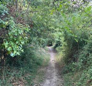 Autour de Sainte-Féréole - Sainte-Féréole - 2