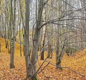 Wyczerpy lasek - Częstochowa - 2
