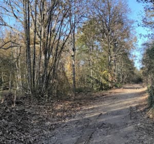 Balade dans les bois de Chambaran - Laura - 3