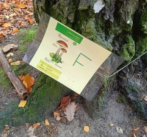 Leśna ścieżka nr.1 na Barbarce - Damian - 2