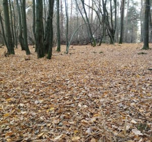 Lasy koło Olkusza - Zimnodół - 2