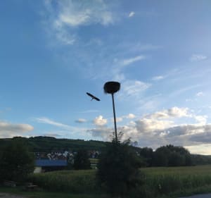 Sentier des croix depuis Traenheim - Traenheim - 2