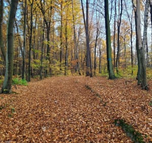 Pętla w lasie nad Latoszynem Zdrój - Latoszyn - 2