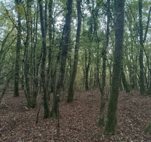 Les Ecorchiers par la Tour d'Arces - Anne - 3