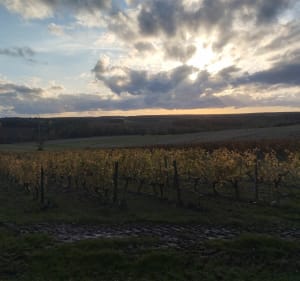 Randonnée en forêt de Loches - Ferrière-sur-Beaulieu - 2