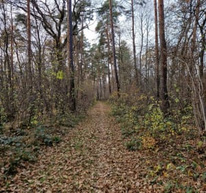 Puszcza Niepołomicka - czarny szlak z widokiem na krówki - Patryk - 3