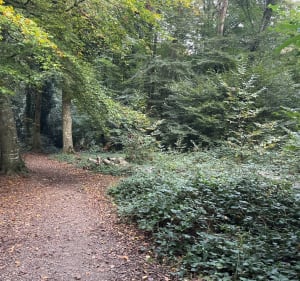 Bois de la Motte - Le Rheu - 2