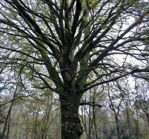Balade dans la forêt domaniale de St-Sauveur - Saint-Sauveur-le-Vicomte - 2