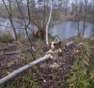 Kąpielisko przylasek Rusiecki - Park edukacyjny Branice - Kraków - 2