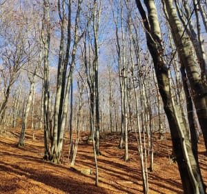Cmentarz wojenny nr 51 – Rotunda - Regietów - 2