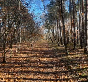 Uroczysko leśna ścieżka - Łódź - 2