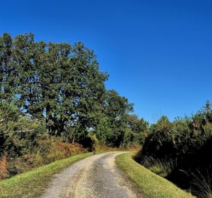 Petite balade dans le bois de Montboulard - Magnac-sur-Touvre - 2