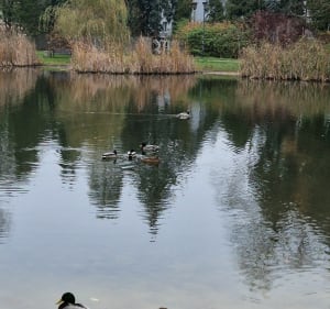 Żabie Doły, park Bytkowski - Bytom - 2