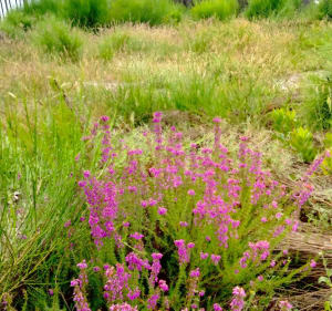Balade en Forêt des Landes - Biscarrosse - 4