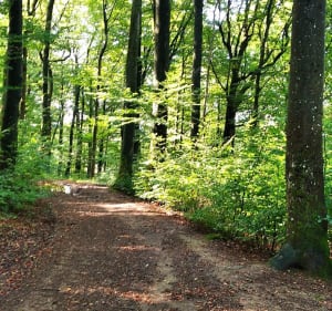 Boucle dans les bois de Valdoie par Piton Lagace - Valdoie - 2