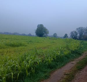Entre ville et campagne avec un brin d'histoire depuis Strasbourg - Strasbourg - 2