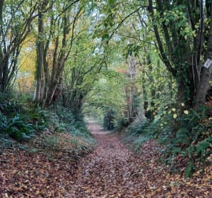 Sur le chemin du Moulin - Thèreval - 2