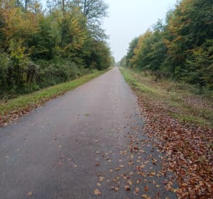 Circuit en forêt depuis le Carrefour du Magasin - Benoit - 5