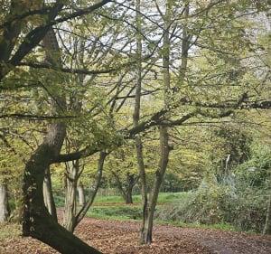 Verrières-le-Buisson et Amblainvilliers - Verrières-le-Buisson - 2