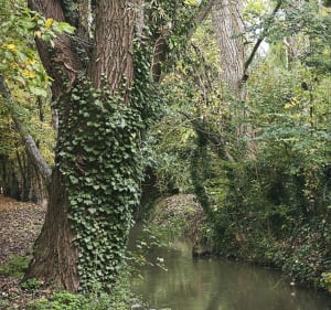 Verrières-le-Buisson et Amblainvilliers - Verrières-le-Buisson - 3
