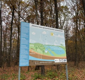 Bocznymi ścieżkami parku im. Powstańców Śląskich w Zabrzu - Zabrze - 2